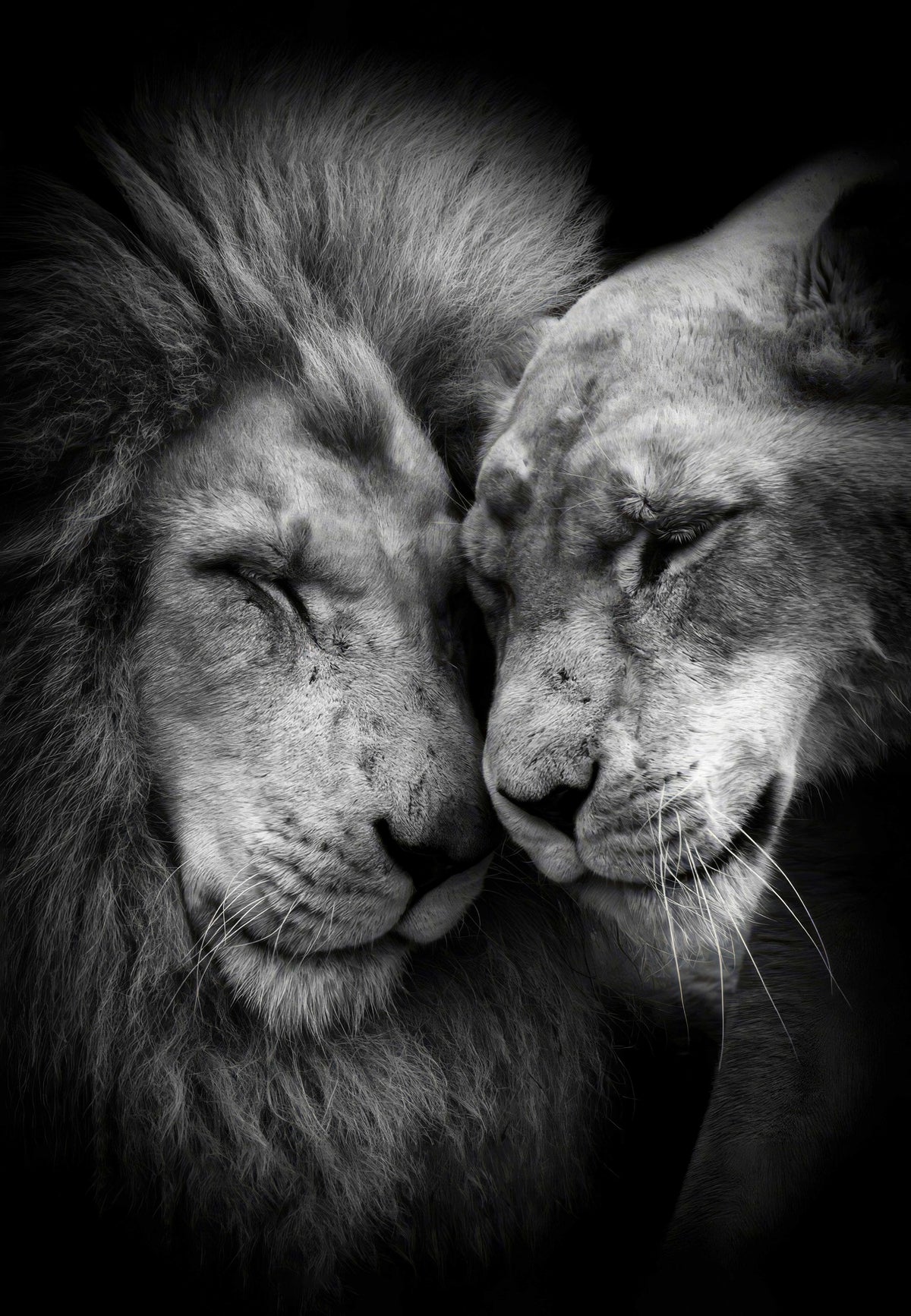 L'Amour du Lion
