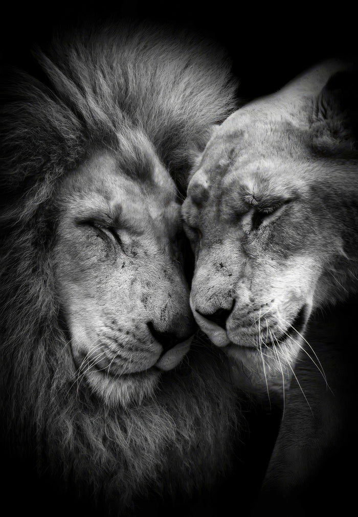 L'Amour du Lion