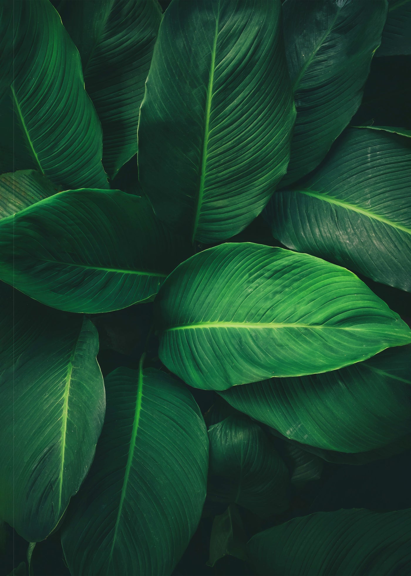 Tropic