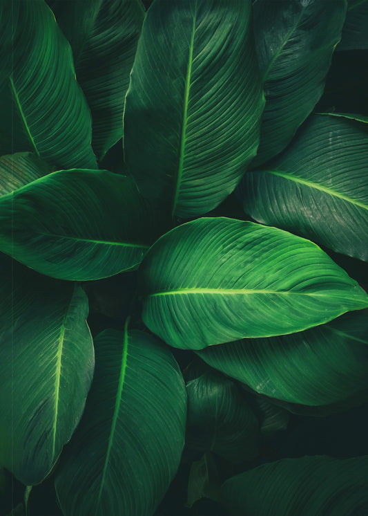 Tropic